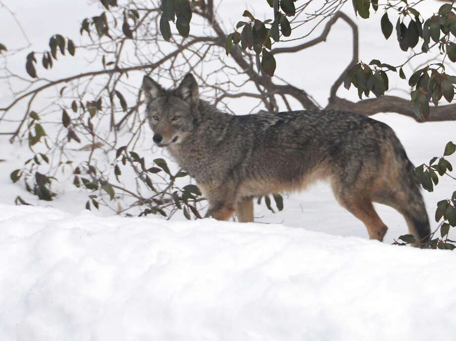 Coyotes Are On The Prowl In Troy
