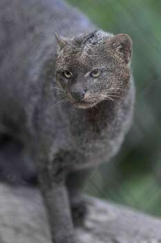 The South Texas Endangered Cat