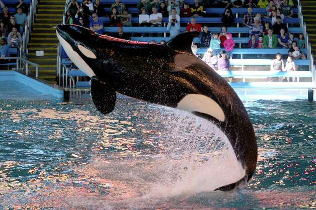 The killer whale show on opening day of the 2010 season at Seaworld San Antonio. (File photo) Photo: Jennifer Whitney, Special To The Express-News / special to the San Antonio Express-News
