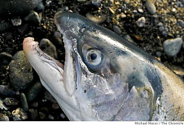 Steelhead fish up on shore after Willson retrieved it from his drift net. Photo By Michael Macor/San Francisco Chronicle  Photographed in, Klamath, Ca, on 2/12/08 Photo: Michael Macor, The Chronicle / SF