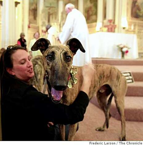 Toby, a retired greyhound from racing was at the annual animal blessing with her handler Jenny Creson at The St. Francis Church at Vallejo and Columbus in San Francisco, Calif., on June 13, 2009. Photo: Frederic Larson, The Chronicle