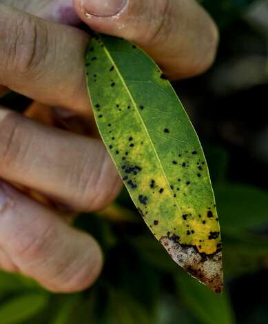 Matteo Garbelotto, displays the infected leaf of a California Bay Laurel, which carries the sudden oak death disease, at the Fairfield Osborn Preserve, a nature reserve run by Sonoma Sate University, East of Rohnert Park, Ca., in Sonoma County,  on Tuesday June 19, 2012.  Garbelotto is the creator of the SODMAP, a comprehensive map ever put together of sudden oak infections in the Bay Area. Every documented test by researchers at UC Berkeley and UC Davis, Calfire and the California Department of Food and Agriculture is plotted on SODMAP. Photo: Michael Macor, The Chronicle / SF