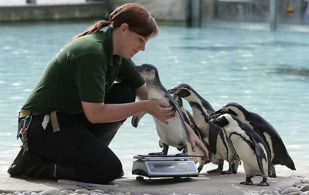 Vicki Fyson a trainee keeper at London Zoo attempts to weigh a Humboldt penguin, in London, Wednesday, Aug.  22, 2012. Zookeepers are grabbing their scales and reaching for the tape measures, as they prepare to monitor every animal at ZSL London Zoo's annual weigh-in.  Photo: Alastair Grant, Associated Press / SF