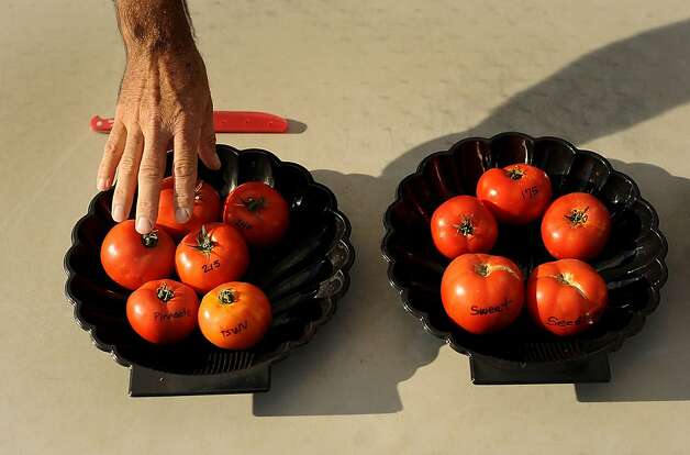 A tomato breeder shows varieties grown at a Yolo County facility of Monsanto Co., world's top producer of bioengineered seed. Photo: Noah Berger, Bloomberg / SF