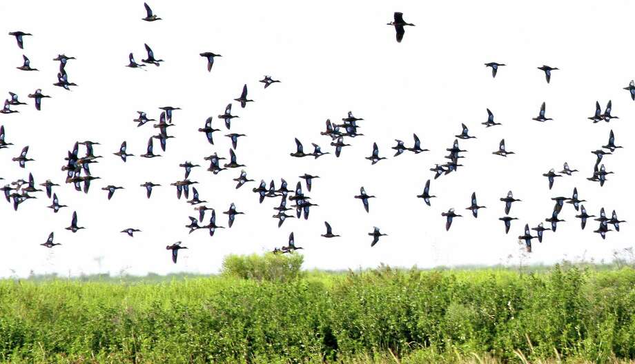 A flock of blue-winged teal flies over a Texas coastal wetland. (For more photos of coastal wetlands, scroll through the gallery.) Photo: Picasa