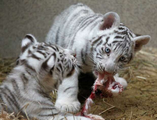 Rare white Indian tiger cubs feed at a zoo in the city of Liberec, Czech Republic, Monday, Sept. 3, 2012. Tiger triplets were born there in July. Photo: Petr David Josek, AP / AP