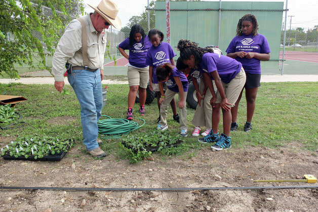 San Antonio Food Bank's Geoffrey Martin (left) instructs kids from the East Side Boys &amp; Girls Club's Young Earth Helpers group in planting cauliflower and broccoli beside the club facility on Tuesday, August 28, 2012. Martin and the Food Bank see the planting of the gardens as a good way to provide education to the public about nutrition and wellness. Martin hopes to harvest the vegetables by January and the kids can see and consume the fruits of their labor. Photo: Kin Man Hui, Staff / ©2012 San Antonio Express-News