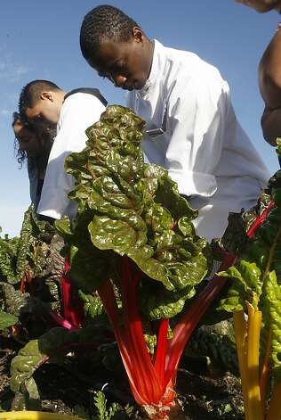 Henry examines a bunch of chard that was grown on the farm worked by Job Corps members on Treasure Island. Photo: Liz Hafalia, The Chronicle / SF
