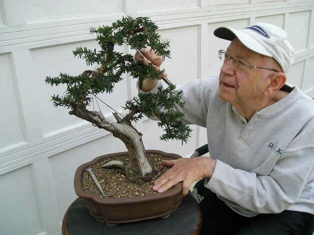 Story trees: Bonsai art on view at Stamford Museum - Connecticut Post