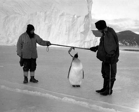 Expedition team members Clissold and Anton inspecting an Emperor penguin. Photo: Popperfoto, H.G. Pointing/Terra Nova / Popperfoto