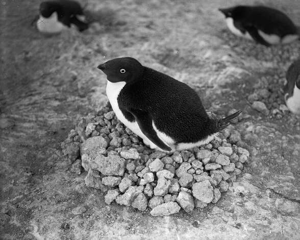 An Adelie penguin lying on his nest, made from a mound of stones. Photo: Popperfoto, H.G. Pointing/Terra Nova / Popperfoto