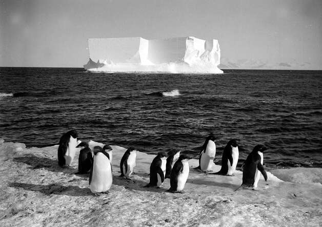Penguins and an ice berg at Cape Royds. Photo: Popperfoto, H.G. Pointing/Terra Nova / Popperfoto