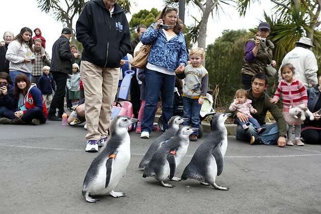 Spectators watch as four penguin chicks march towards their new habitat during the March of the Penguins at the San Francisco Zoo in San Francisco, Calif. on July 27, 2013. Photo: Ian C. Bates, The Chronicle