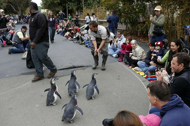 Spectators watch as four penguin chicks are lead by Animal Keeper Anthony Brown, right, towards their new habitat during the March of the Penguins at the San Francisco Zoo in San Francisco, Calif. on July 27, 2013. Photo: Ian C. Bates, The Chronicle