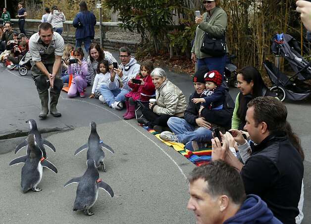 Keeper Anthony Brown coaxes penguin chicks past captivated crowds on their march to their lifetime home at Penguin Island. Photo: Ian C. Bates, The Chronicle