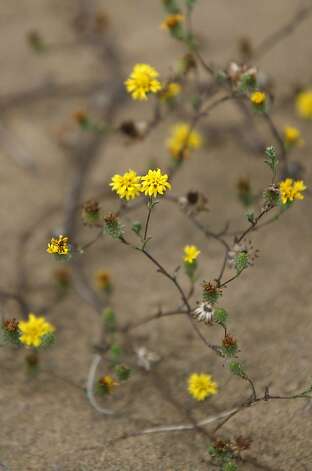 Lessingia, an endangered plant, grows only on these dunes and in the Presidio. Photo: Lea Suzuki, The Chronicle