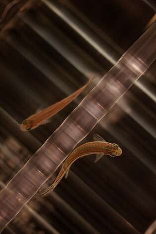Zebrafish were discovered to be excellent for studying development and genetics in the 1970s by a University of Oregon scientist. Photo: Raphael Kluzniok, The Chronicle