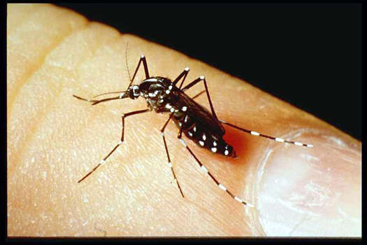 Dengue virus identified in Houston - Houston Chronicle