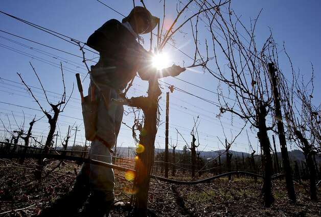 In the Dry Creek Valley of Sonoma County, a worker prunes some cabernet vines for the winter.  Sustainability also helps the workers get health insurance Tuesday January 14, 2014. Sonoma County vintners are announcing that winemakers here will be completely sustainable within five years, making it the first wine region in the country with such a designation. Photo: Brant Ward, The Chronicle