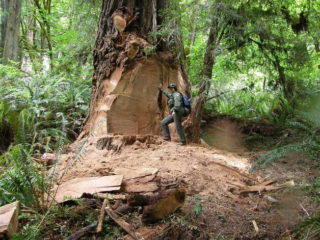 This May 21, 2013 photo provided by the National Park Service shows wildlife biologist Terry Hines standing next to a massive scar on an old growth redwood tree in the Redwood National and State Parks near Klamath, Calif., where poachers have cut off a burl to sell for decorative wood. The park recently took the unusual step of closing at night a 10-mile road through a section of the park to deter thieves. (AP Photo/Redwood National and State Parks, Laura Denn) Photo: Laura Denny, Associated Press