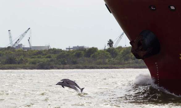 A pair of dolphins leap out of the water in front of a ship near Pelican Island in Galveston Bay Thursday, Oct. 18, 2012, in Galveston. A coal port is being planned for the island in Galveston Bay better known for flounder fishing and Seawolf submarine park. ( Brett Coomer / Houston Chronicle ) Photo: Brett Coomer, Houston Chronicle / © 2012 Houston Chronicle