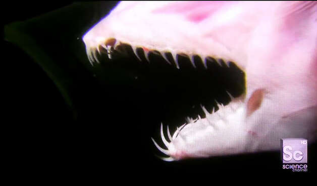 The Goblin shark's jaw comes out like a second head to capture unsuspecting lunches swimming by. Photo: The Science Channel/YouTube