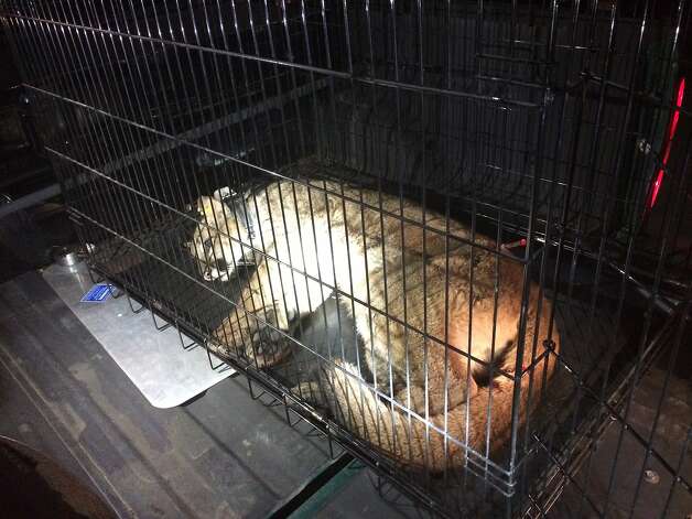 The mountain Lion in a cage after he was captured in May. Photo: Handout, Courtesy Santacruzpuma.org
