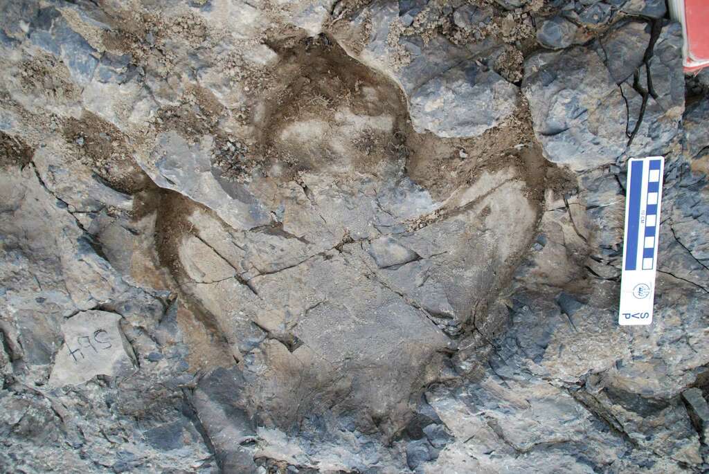Where can I see dinosaur tracks in Texas?