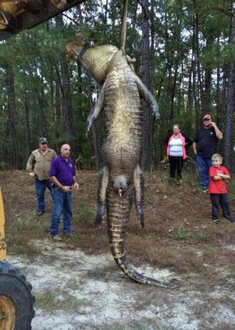 alligator rayburn monster country killed warden game inman morgan shoots jasper beaumont
