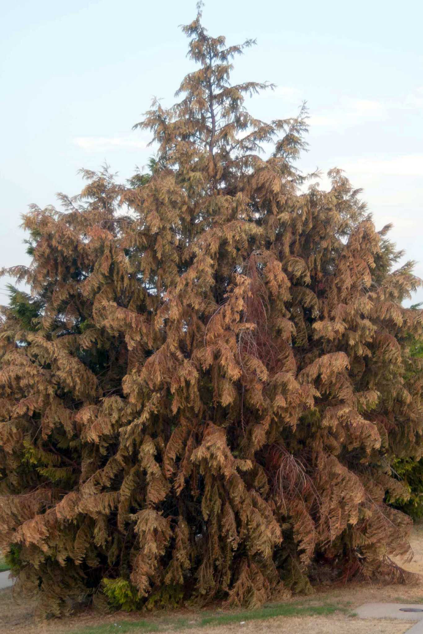 cedar cypress leyland red eastern juniper trees canker dying felled thousands replace garden