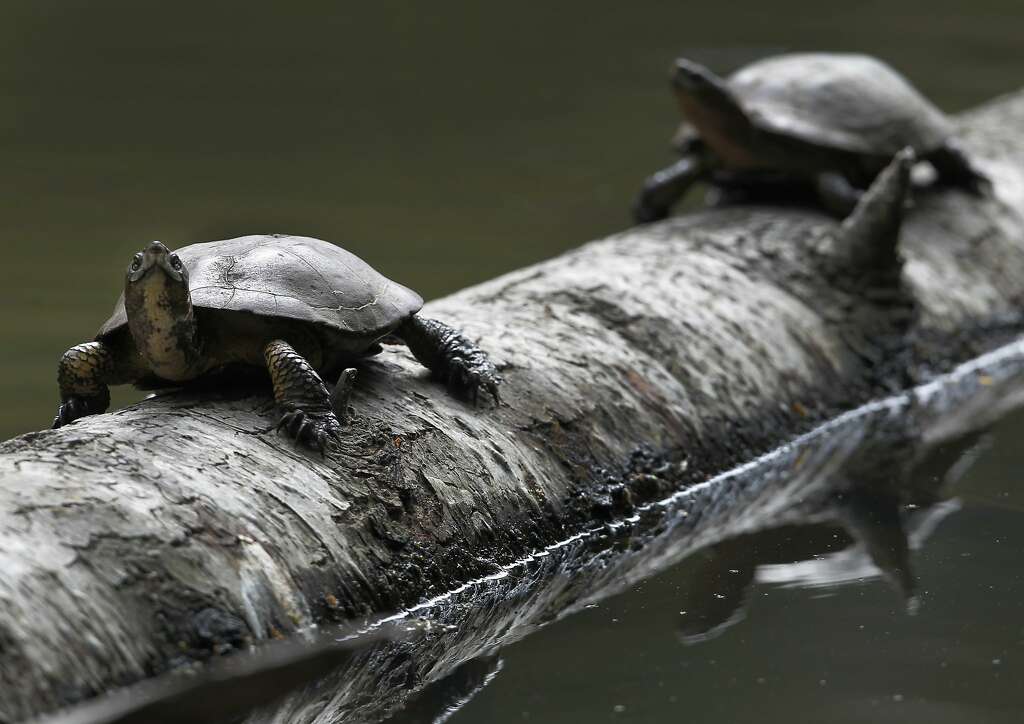 Western pond turtles rest on a log at Tilden Park's Jewel Lake in Berkeley, Calif. on Wednesday, May 13, 2015. State fish and wildlife officials are urging people to leave turtles alone if they see one in dry terrain as they could simply be en route to nesting areas away from ponds or creeks and not in distress. Photo: Paul Chinn, The Chronicle