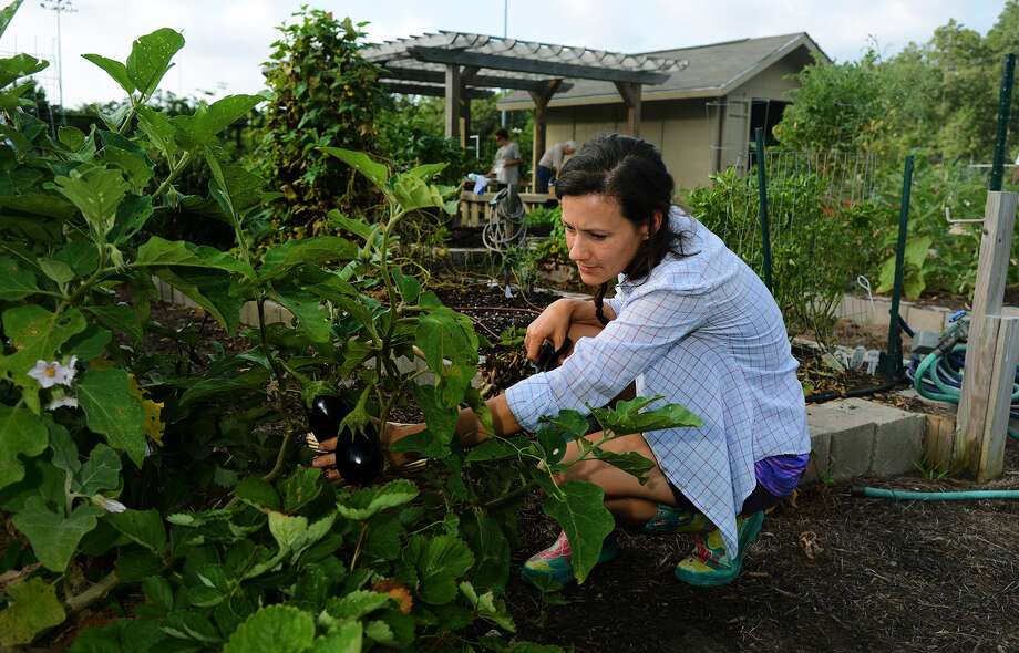 Sarah Mundy, project coordinator of the community garden at the Alden Bridge Sports Park, harvests egg plant during a work session at the garden in The Woodlands on Saturday, July 18, 2015. (Photo by Jerry Baker/Freelance) Photo: Jerry Baker, Freelance