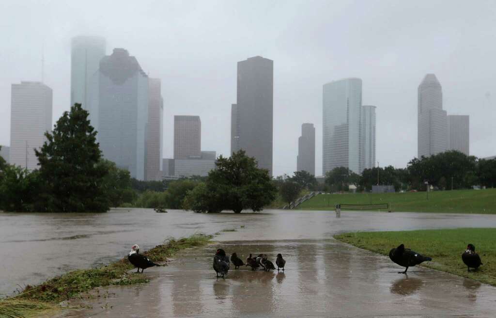 A family of ducks stay on the sidewalk as rain falls down and a trail at Buffalo Bayou remains submerged on Sunday, Oct. 25, 2015, in Houston. Photo: Elizabeth Conley, Houston Chronicle / © 2015 Houston Chronicle