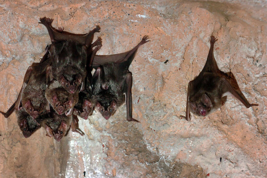 Why do vampire bats rarely attack humans?