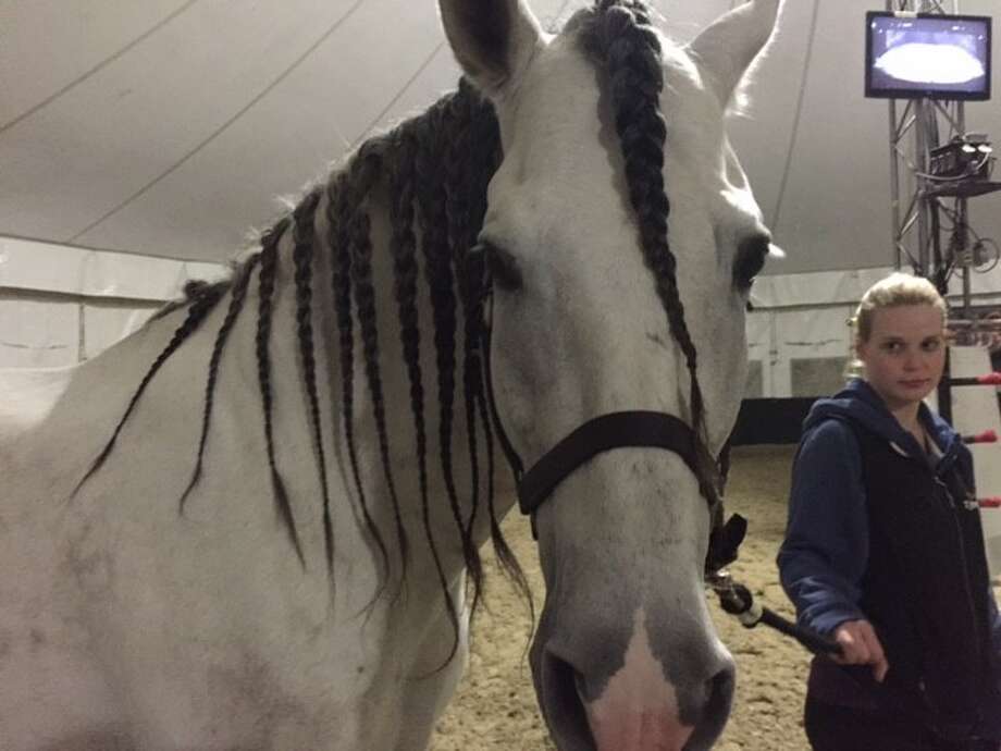 Horse with braided mane; ready for dinner and bed