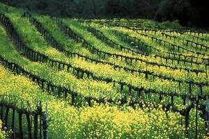 Chase away winter blahs at Wineland in Sonoma - Photo