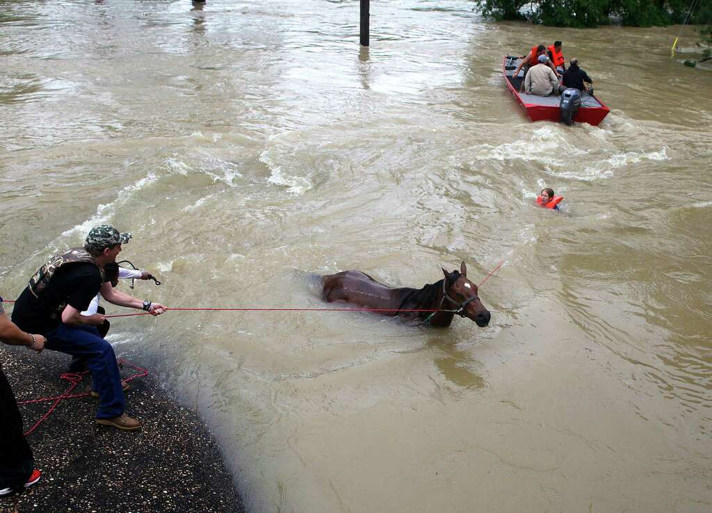 Devan Horn works to bring horse Boomer across a flooded field on Cypresswood Drive along Cypress Creek on Monday. Photo: Mark Mulligan, Houston Chronicle / © 2016 Houston Chronicle