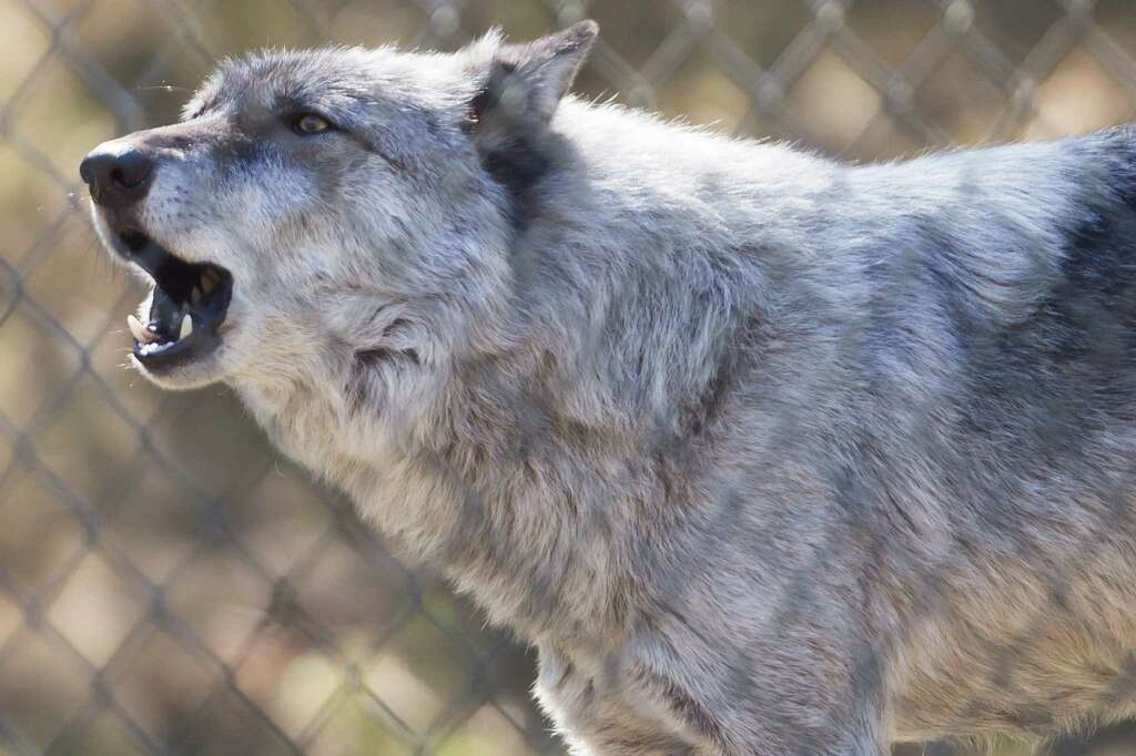 Gray wolf Shadow howls. Photo: GRANT HINDSLEY, SEATTLEPI.COM / SEATTLEPI.COM