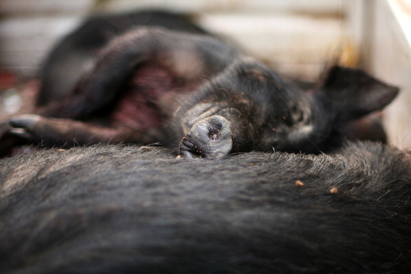 'Hog apocalypse': Texas Ag Commissioner approves killing feral hogs with poison