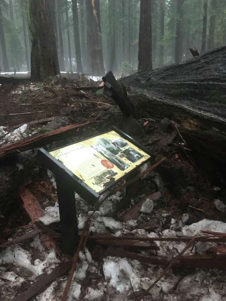 The historic Pioneer Cabin Tree, which was hollowed out in the 1800s to allow tourists to pass through, was toppled by California's weekend storms. These photos were taken Sunday, Jan. 8, 2017. Photo: Courtesy Jim Allday
