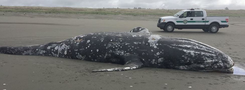 What do you do with a dead whale? Nothing, in this case