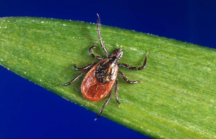 This undated photo provided by the U.S. Centers for Disease Control and Prevention shows a blacklegged tick - also known as a deer tick. The relatively warm winter has resulted in an explosion of the tick population. Deer ticks are linked to the proliferation of Lyme disease, which was found in 1,752 Connecticut residents in 2016, according to the state Department of Health. Photo: James Gathany / Associated Press / U.S. Centers for Disease Control