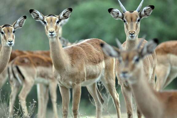 A herd of impala, an African gazelle species, observe visitors to the Cedar Hollow Ranch near Leakey, Texas. More than 13 exotic species are on the ranch, some of them endangered. Some of the animals are sold to hunting ranches to raise money for conservation efforts.