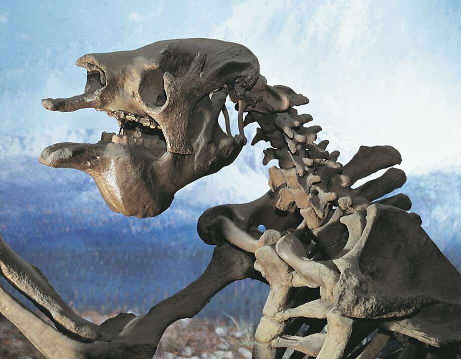 Bones of a Megatherium, or giant ground sloth, animals that once roamed the grassy plain that is now covered by the bay. Photo: Dea Picture Library, De Agostini/Getty Images