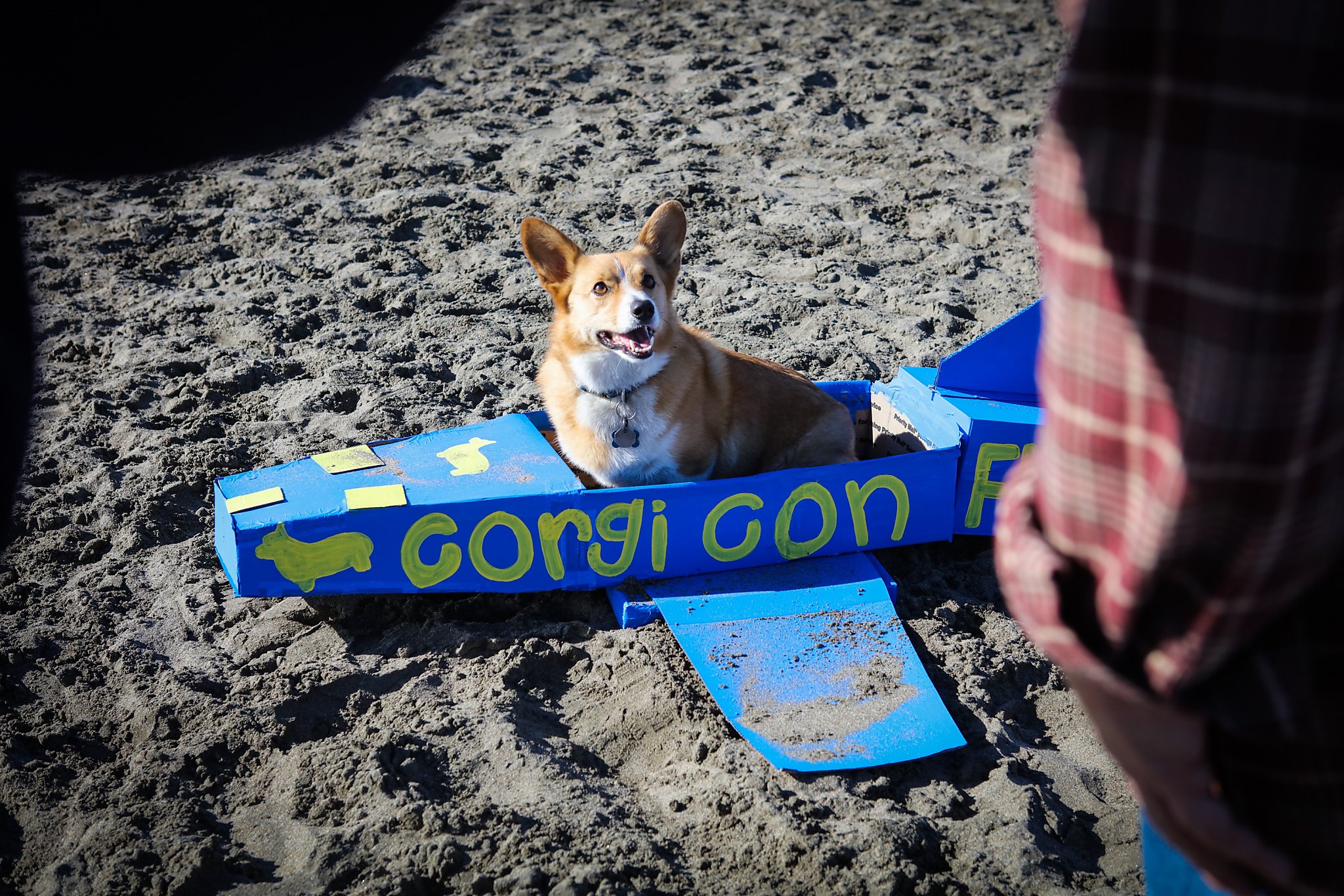 Corgis to descend upon Ocean Beach for Saturday's Corgi Con