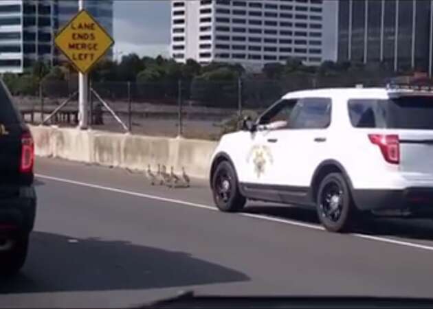CHP involved in low-speed chase of baby geese on Interstate 80