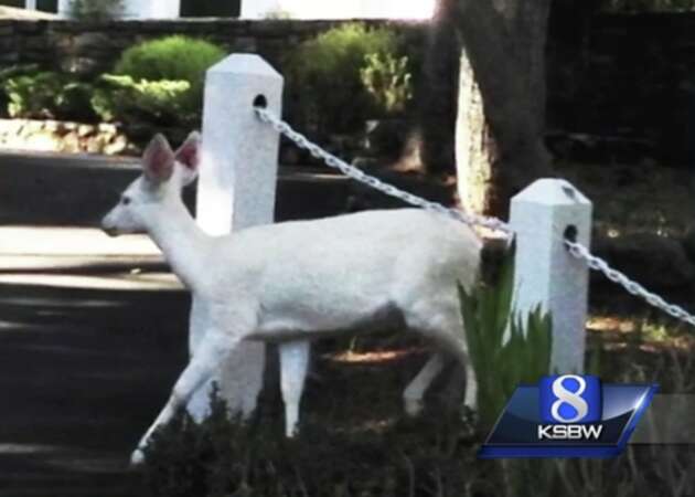 Beautiful pure white deer spotted in Monterey park