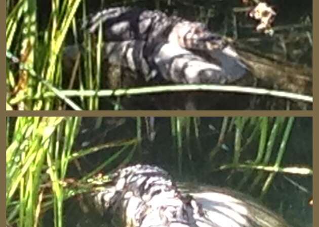 Search for alligator in East Bay creek ends in its death