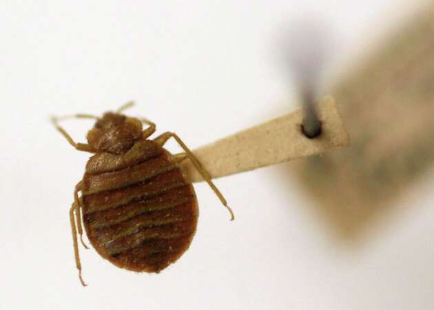 Study: Bay Area one of the most bed bug-infested spots in the nation