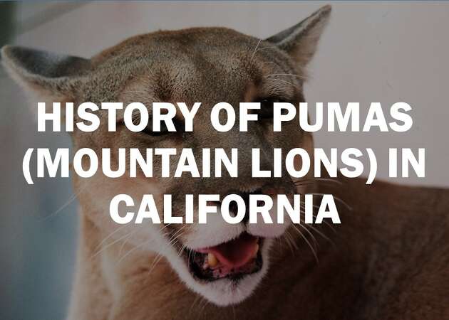 Peninsula mountain lion visit caught on video